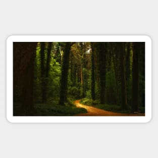 Path to my dreams Magnet